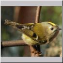 Regulus regulus - Wintergoldhaehnchen 02.jpg